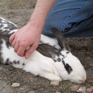 man petting down a white spotted rabbit