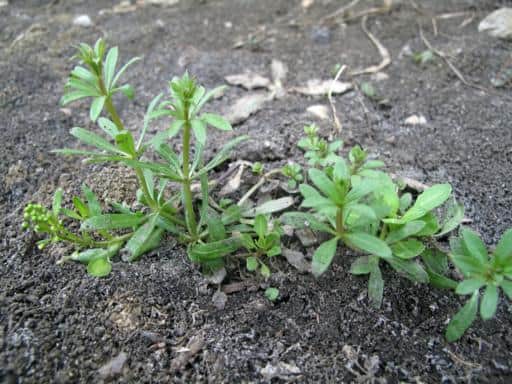close up of weeds starting to grow in dry soil