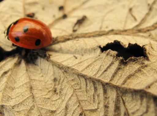close up of another ladybug in a leaf