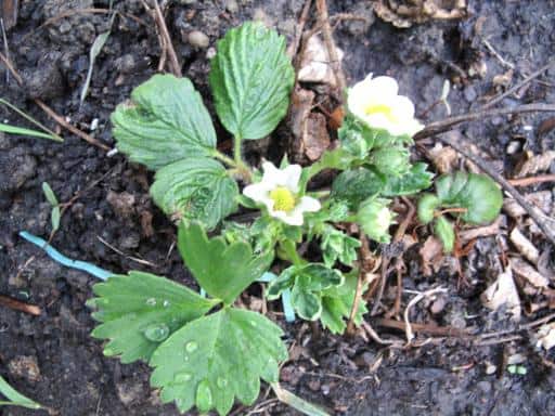 flowers of strawberries started to bloom