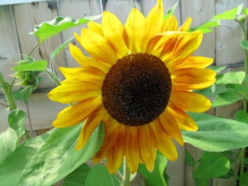 close up of normal colored sunflower in the yard