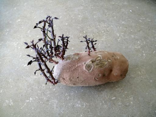 sweet potato starting to grow stem within it
