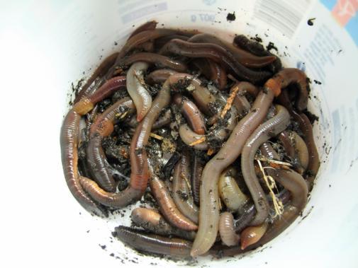 top down view of worms in a white container