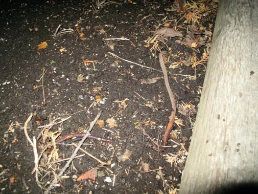 long worm in the soil during the night