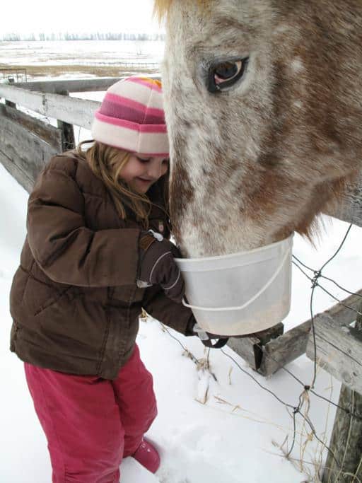 little girl feeding the horse