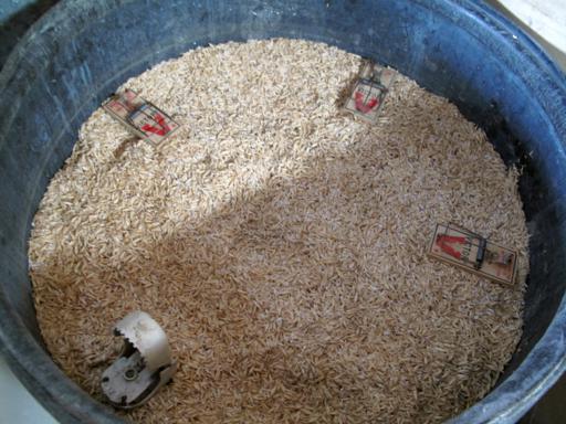 some oats for the horse