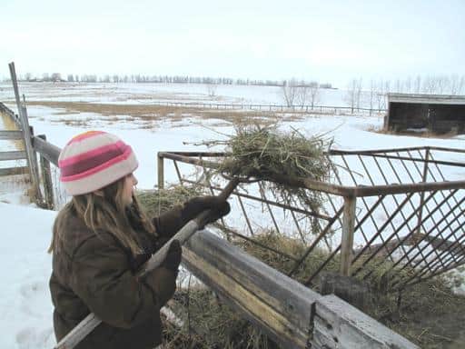 little girl holding the pitchfork to get hay bales