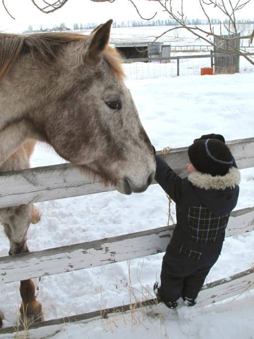 little boy climbing the fence of the horse