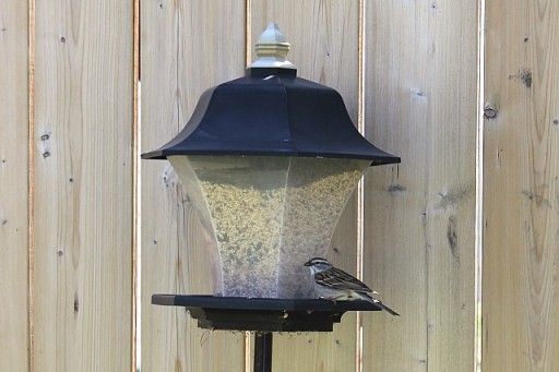 close up of a bird in a garden light beside the wood fence