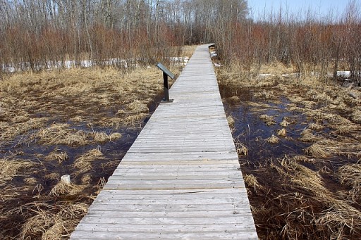 long wooden pathway in the middle of dried fields