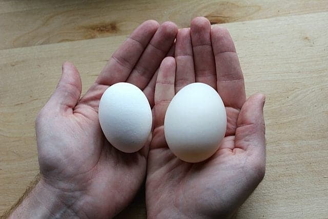 duckeggs Duck Egg Compared to Chicken Egg Size on each hands