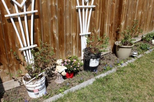 growing plants near the fence