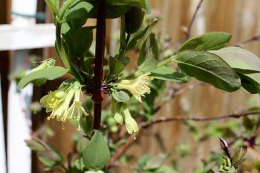 close up of flowering strawberry plant