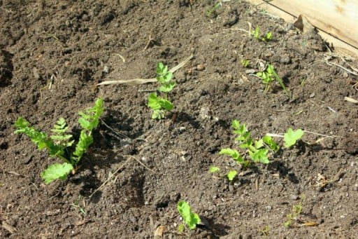 three honeyberry bushes planted