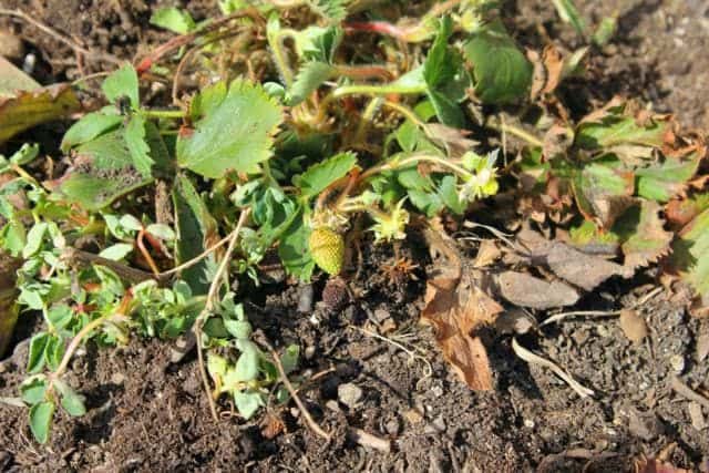 flowering strawberry plant