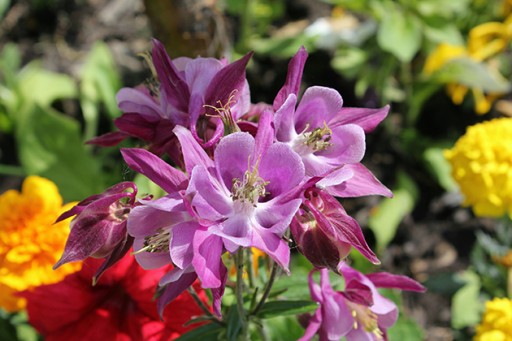 close up violet flower of columbines
