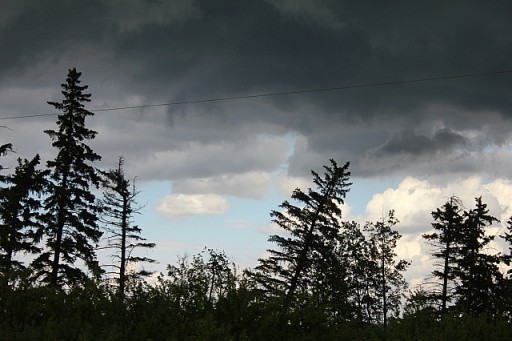 dark clouds and pine trees