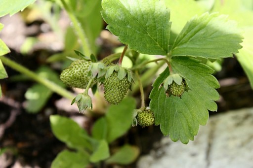 newly grown strawberry fruits