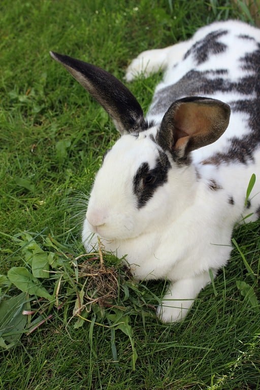 white spotted rabbit enjoy eating the grass