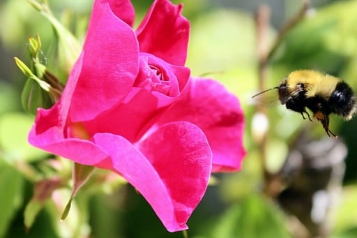 close up of a bee near a pink flower