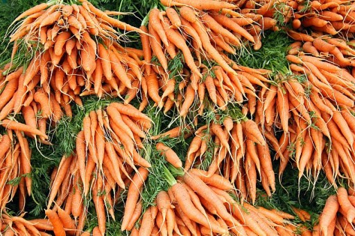 lots of bundles of fresh carrots