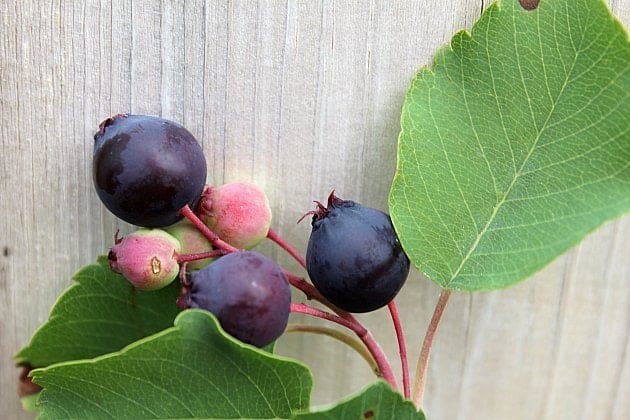 Saskatoon's in the backyard with fresh Saskatoon berries