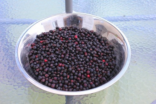a bowl full of Saskatoon berries
