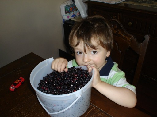 little boy holding a white pail full of Saskatoon berries