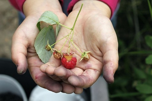 red wild raspberries on the hands