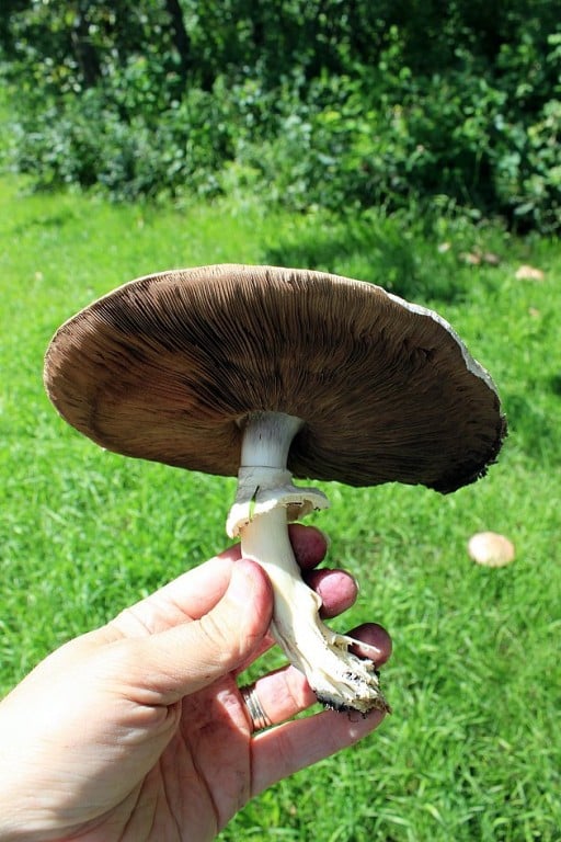 large mushroom pulled out