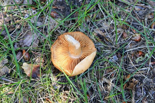 small orange mushroom pulled out and left on the ground