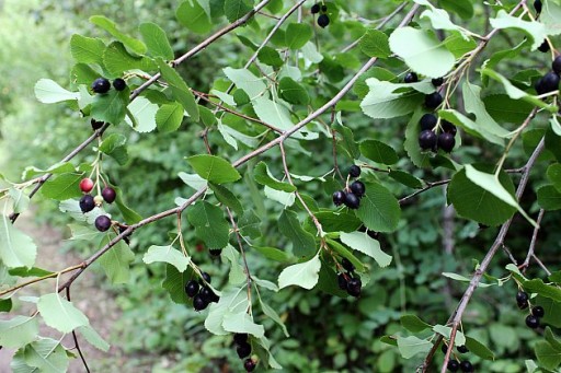 fresh saskatoons berries in the trees