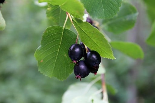 close up of fresh saskatoons berries with its leaves