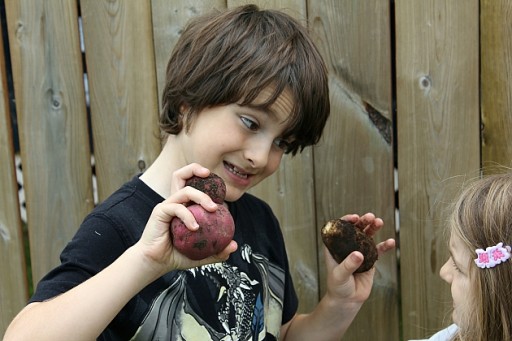 close up of a little boy holding potatoes with his both hands