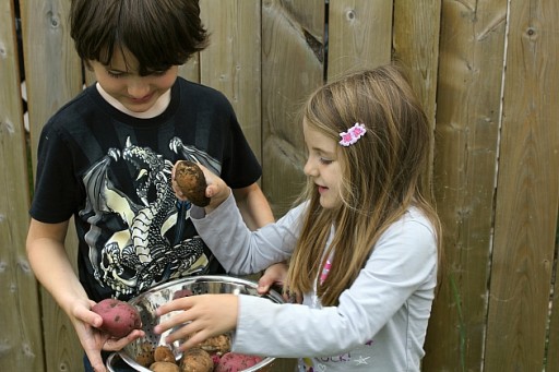 young siblings carrying a large kitchen strainer bowl with newly harvest potatoes
