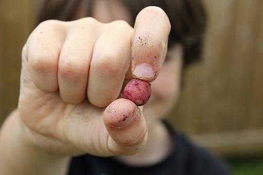close up of super small potato harvested