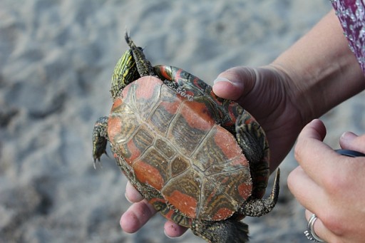 close up of a painted turtle