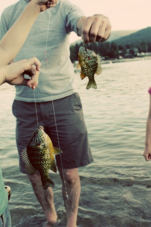 two sunfish in a string caught at once