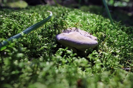 close up of mushroom in the grass