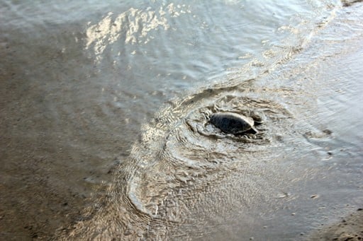 turtle crawling back to the water