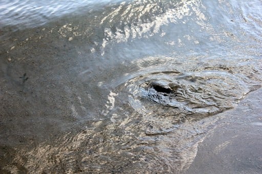 turtle going back to the sea