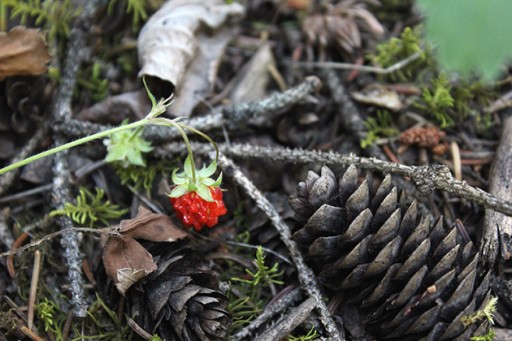 close up of dark dried pine cones and small red flower