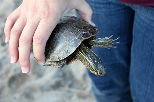 close up of a turtle
