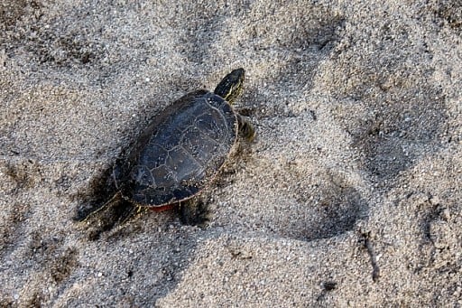 close up of a turtle in a sand