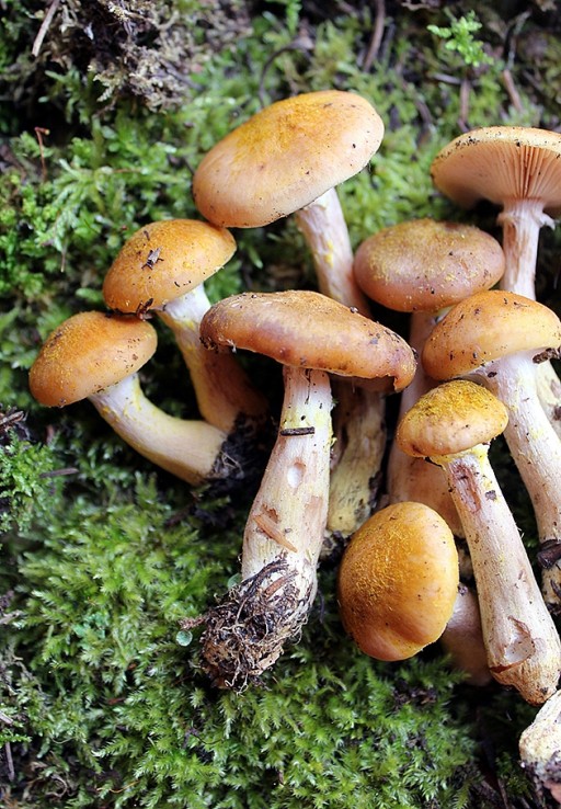close up bunch of mushrooms