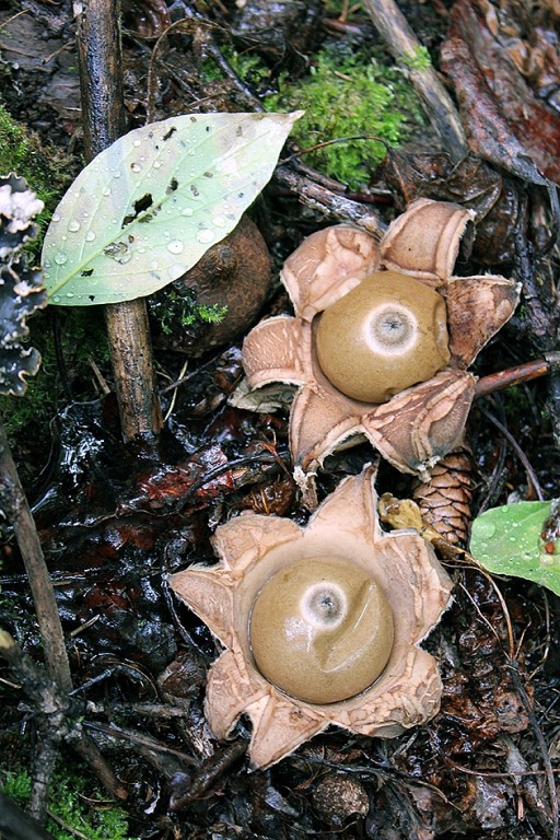 close up of star shaped brown mushrooms