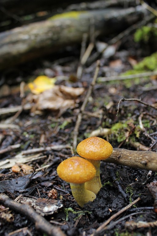 close up of orange mushrooms