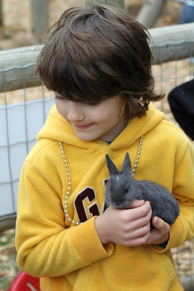 close up of a boy holding a grey rabbit