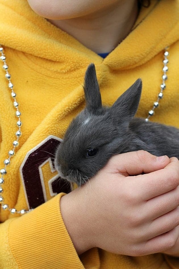 close up of grey rabbit on a kid's hand