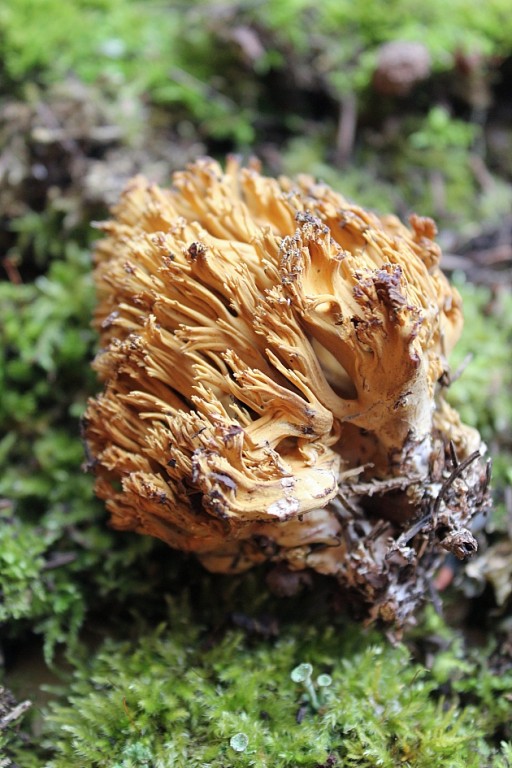 close up of yellow coral mushroom